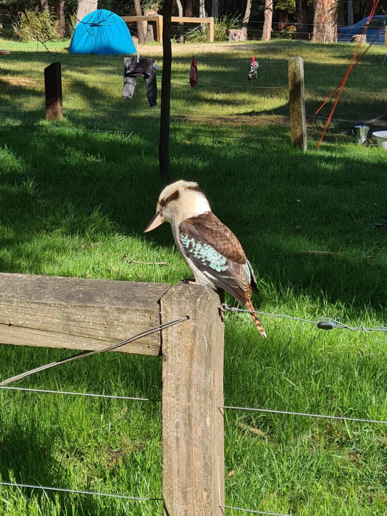 kookaburra