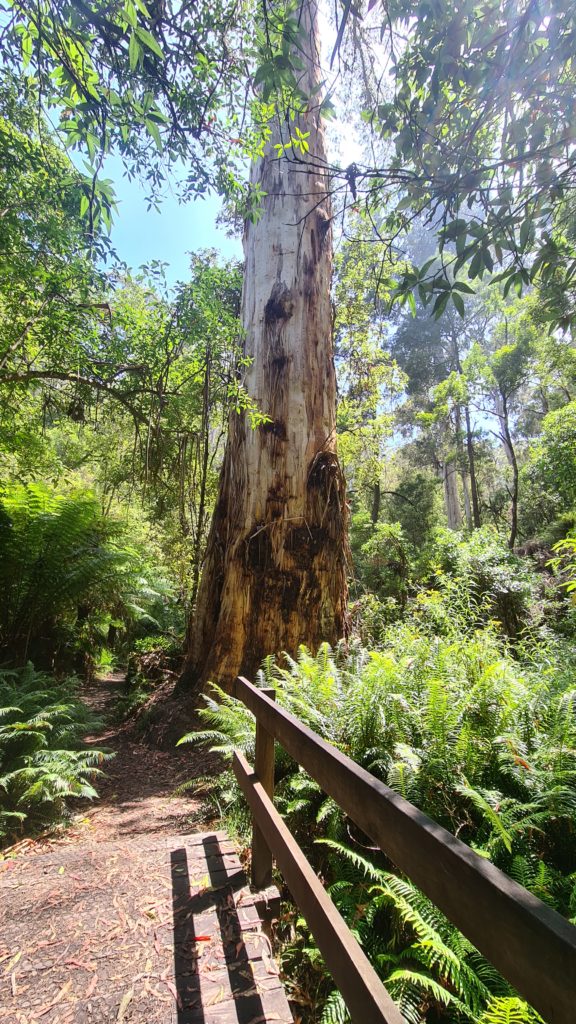 Tree Three Waterfall Circuit